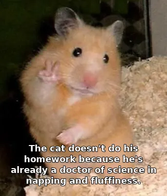 The cat doesn't do his homework because he's already a doctor of science in napping and fluffiness.