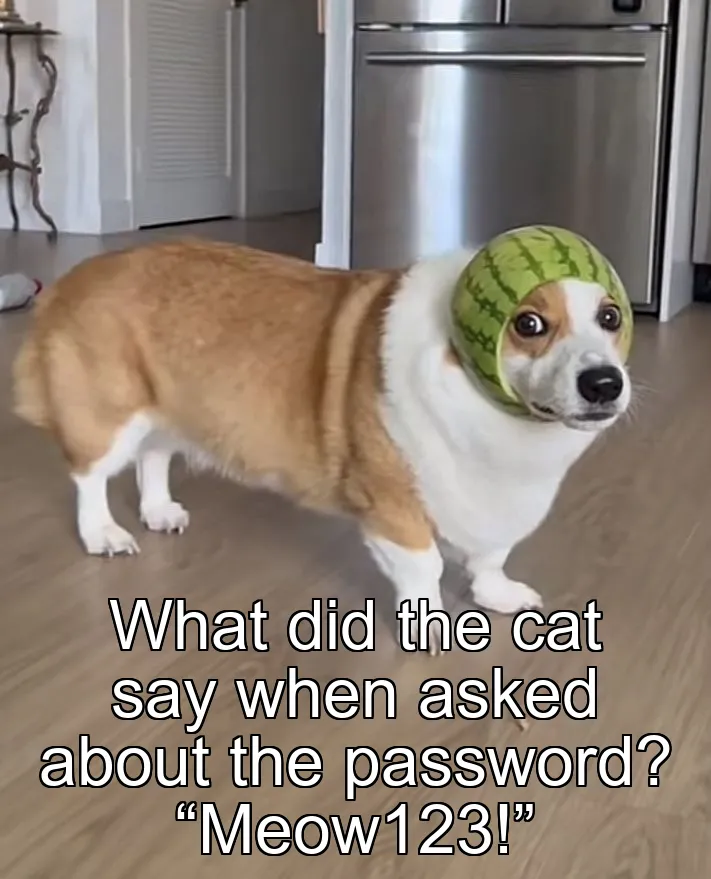 What did the cat say when asked about the password? “Meow123!”