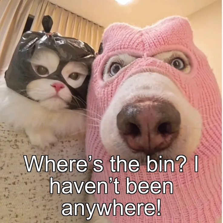 Where’s the bin? I haven’t been anywhere!