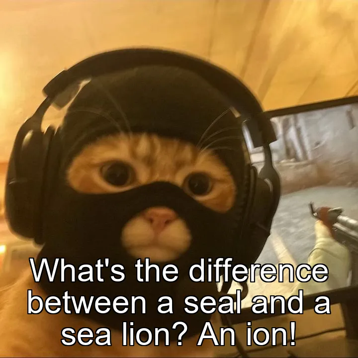 What's the difference between a seal and a sea lion? An ion! 
