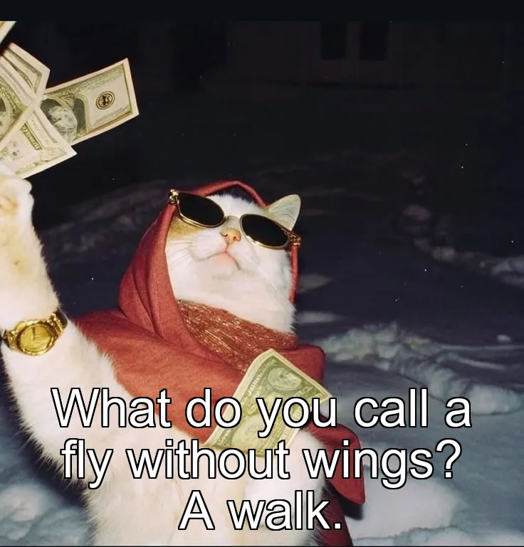 What do you call a fly without wings? A walk.