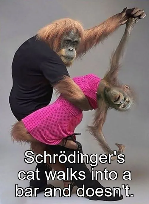Schrödinger's cat walks into a bar and doesn't.