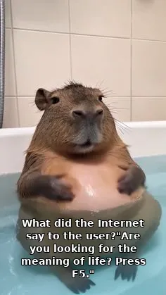 What did the Internet say to the user?"Are you looking for the meaning of life? Press F5."