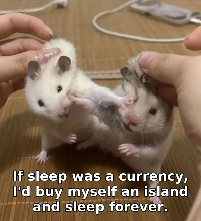 If sleep was a currency, I'd buy myself an island and sleep forever.