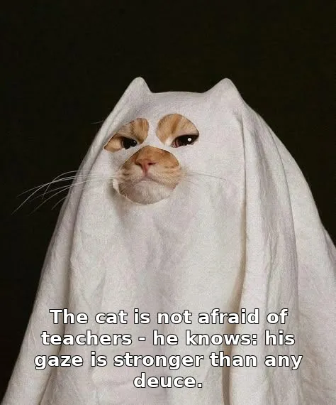 The cat is not afraid of teachers - he knows: his gaze is stronger than any deuce.