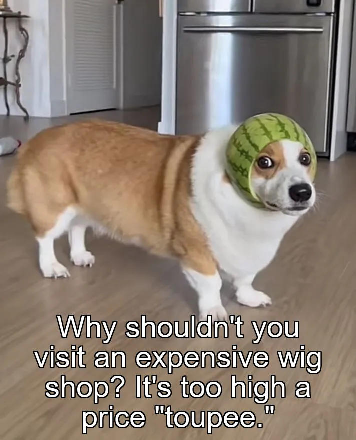 Why shouldn't you visit an expensive wig shop? It's too high a price "toupee."