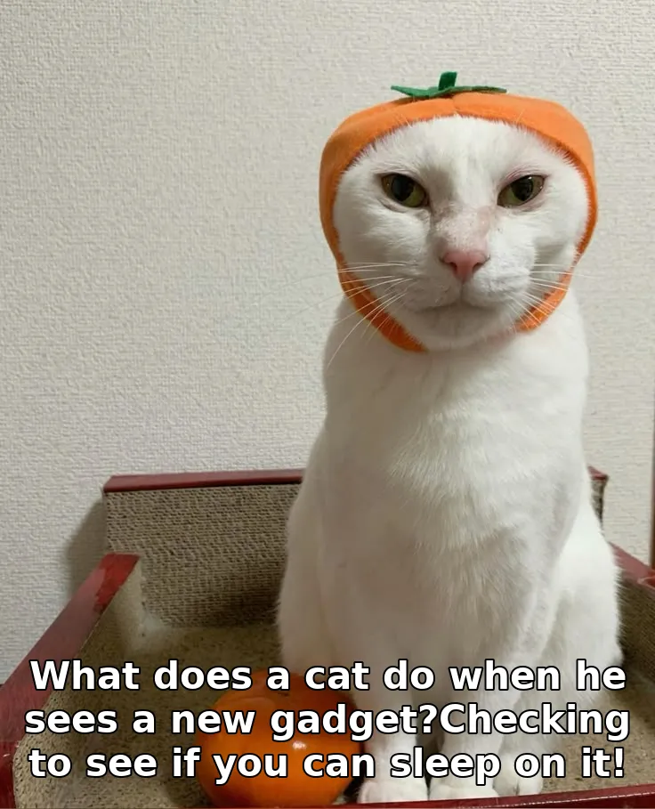 What does a cat do when he sees a new gadget?Checking to see if you can sleep on it!