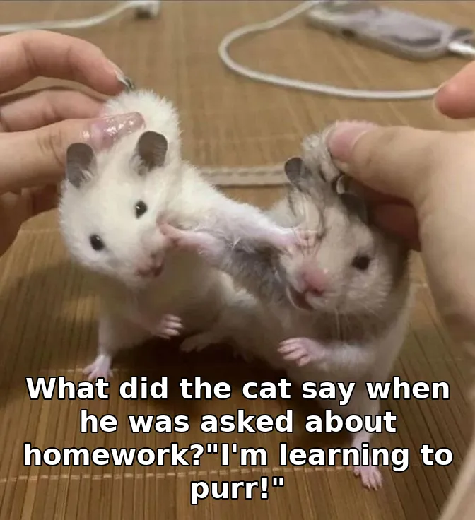 What did the cat say when he was asked about homework?"I'm learning to purr!"