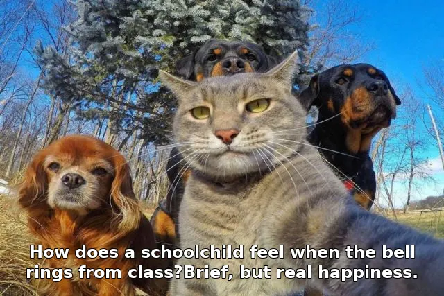 How does a schoolchild feel when the bell rings from class?Brief, but real happiness.