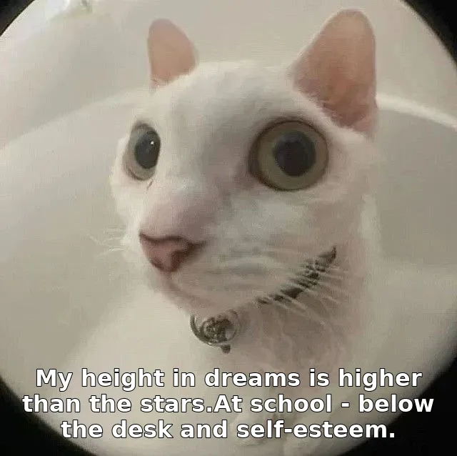 My height in dreams is higher than the stars.At school - below the desk and self-esteem.