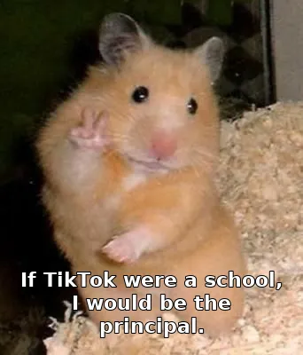 If TikTok were a school, I would be the principal.