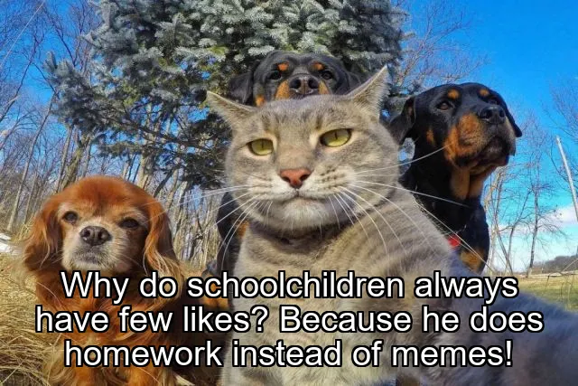 Why do schoolchildren always have few likes? Because he does homework instead of memes!