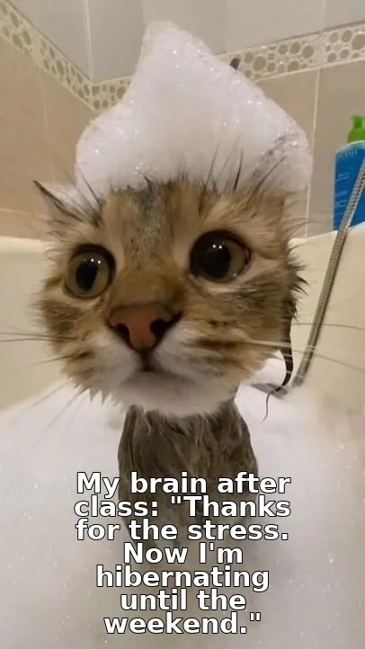 My brain after class: "Thanks for the stress. Now I'm hibernating until the weekend."