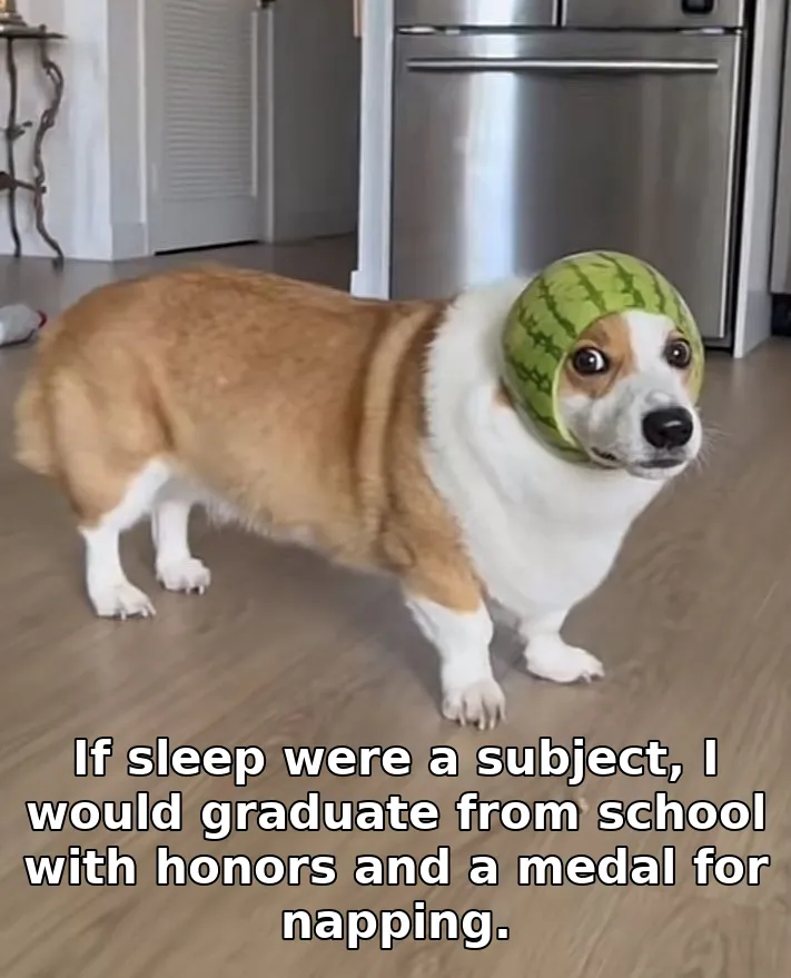 If sleep were a subject, I would graduate from school with honors and a medal for napping.