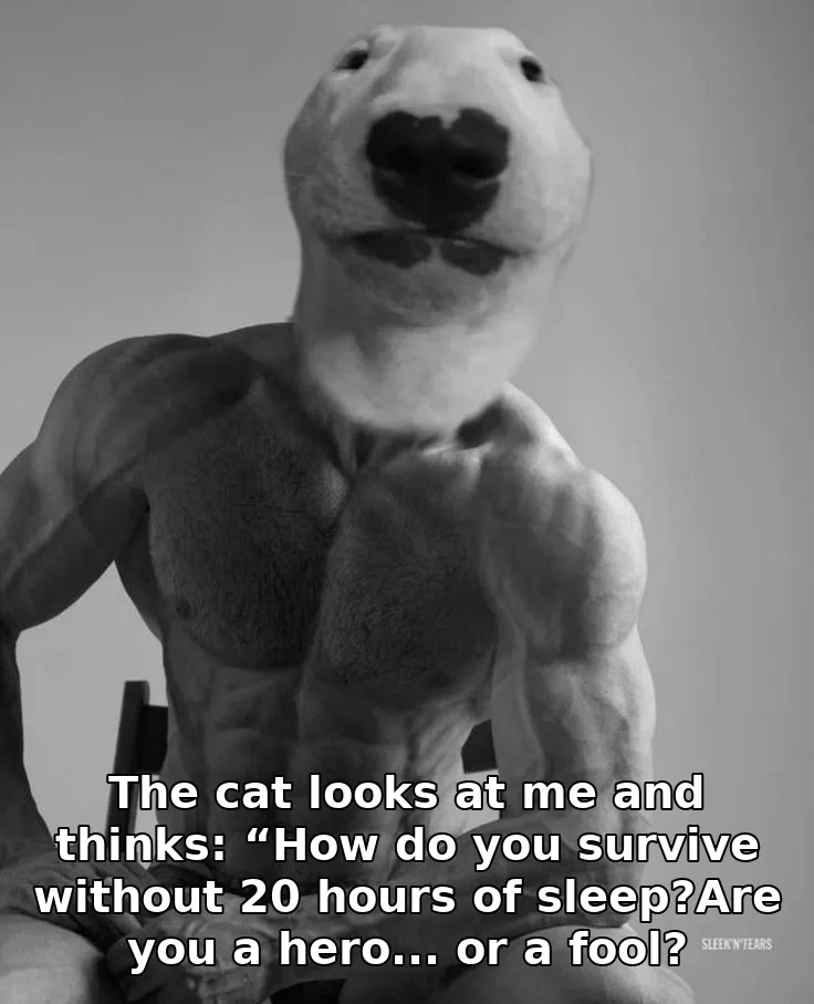 The cat looks at me and thinks: “How do you survive without 20 hours of sleep?Are you a hero... or a fool?