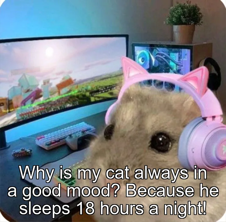 Why is my cat always in a good mood? Because he sleeps 18 hours a night!